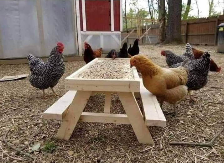 chickens